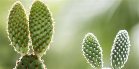 Growing-Bunny-Ear-Cactus-Opuntia-Microdasys-750x375.jpeg